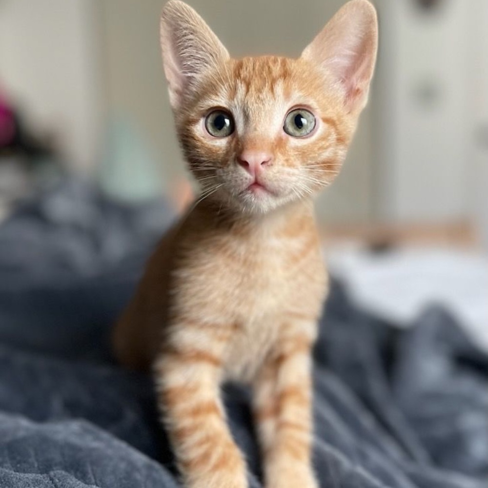 Unlisted Items Live Show